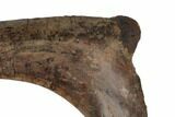 Hadrosaur (Edmontosaurus) Rib Bone - South Dakota #192641-3